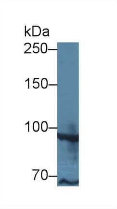 TAF2 Antibody
