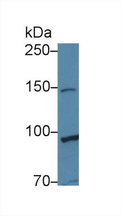 TAF2 Antibody