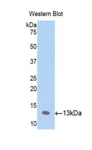 CCL23/Ck beta 8-1/MIP3 Antibody