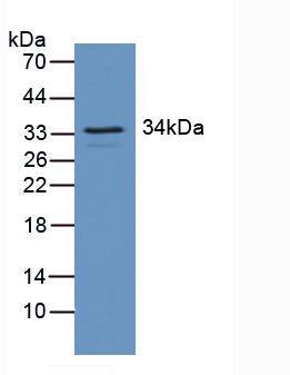 RGS4 Antibody