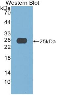 ACF Antibody