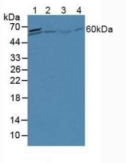 ACF Antibody