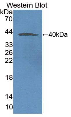 NOX5 Antibody