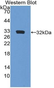 FBN3 Antibody