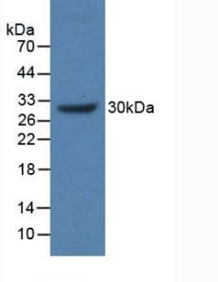 MUC17 Antibody