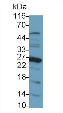 Galectin-14/LGALS14 Antibody