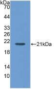 MGAM Antibody