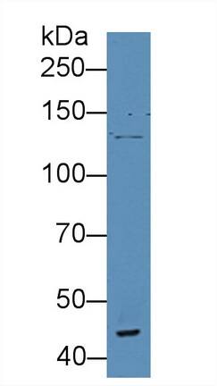 VWA3A Antibody