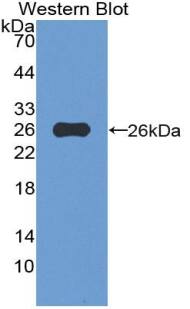 VWA3A Antibody