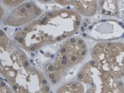 Kallikrein 9 Antibody