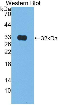 Kallikrein 9 Antibody