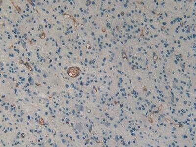 Urotensin-2 Antibody