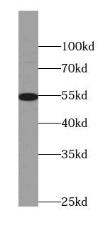 AEBP2 Antibody (9B3)