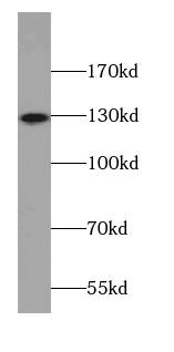 AMOT Antibody (2C9)