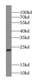 IMP3 Antibody (4D1)