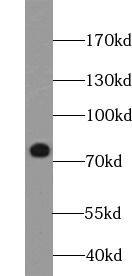 BORIS Antibody (2B10)