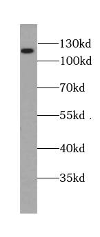 BRD8 Antibody (4B2)