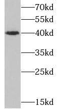 CD1d Antibody (1E3)