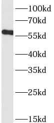 Nicotinic Acetylcholine R alpha 7/CHRNA7 Antibody (4B8)