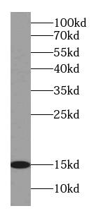 CISD2 Antibody (8A0)