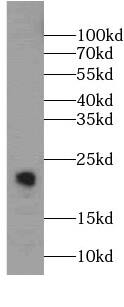 CNPY2 Antibody (8F6)