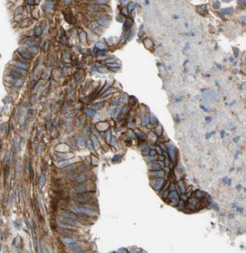 CNPY2 Antibody (8F6)