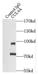Cullin 4a Antibody (5A7)