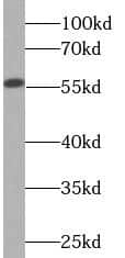 Cytochrome P450 2D6 Antibody (2C1)