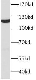 DDB1 Antibody (3A0)