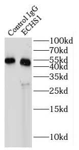 ECHS1 Antibody (1H0)