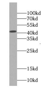 EIF3M Antibody (1A4)