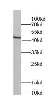 FKBPL Antibody (4B10)