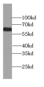 GEFT Antibody (7A1)