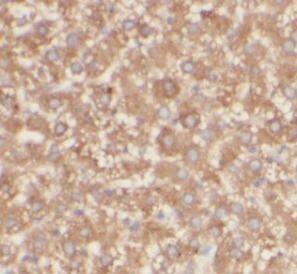 Membrin Antibody (8G6)