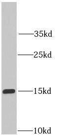 IFITM2 Antibody (9C2)