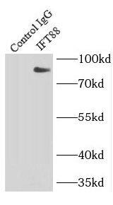 IFT88 Antibody (2B2)