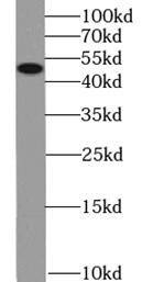 KCNN4 Antibody (8A11)