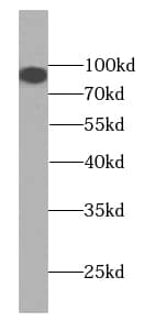 KIFAP3 Antibody (0H5)