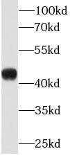 KLF15 Antibody (1C10)