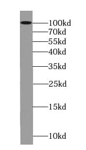 LONP1 Antibody (9H10)