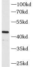 MAGEA3 Antibody (4E9)