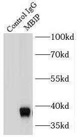 MAP3K12 binding inhibitory protein 1 Antibody (8G3)