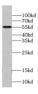 MCRS1 Antibody (5G3)