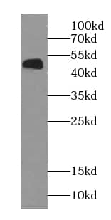 NOB1 Antibody (8G0)