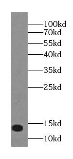 NTF2 Antibody (5C7)