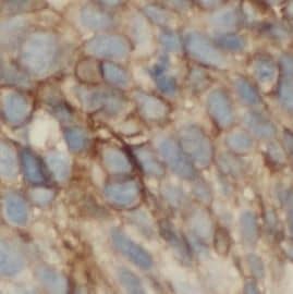 Orai1 Antibody (8C0)