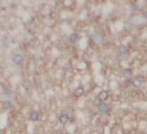 OXA1L Antibody (4F2)