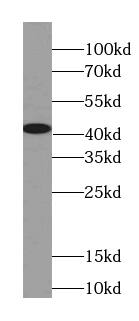 OXA1L Antibody (4F2)