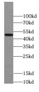 PAX1 Antibody (8D9)