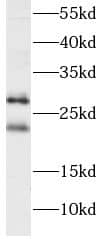 PGRMC2 Antibody (0C11)